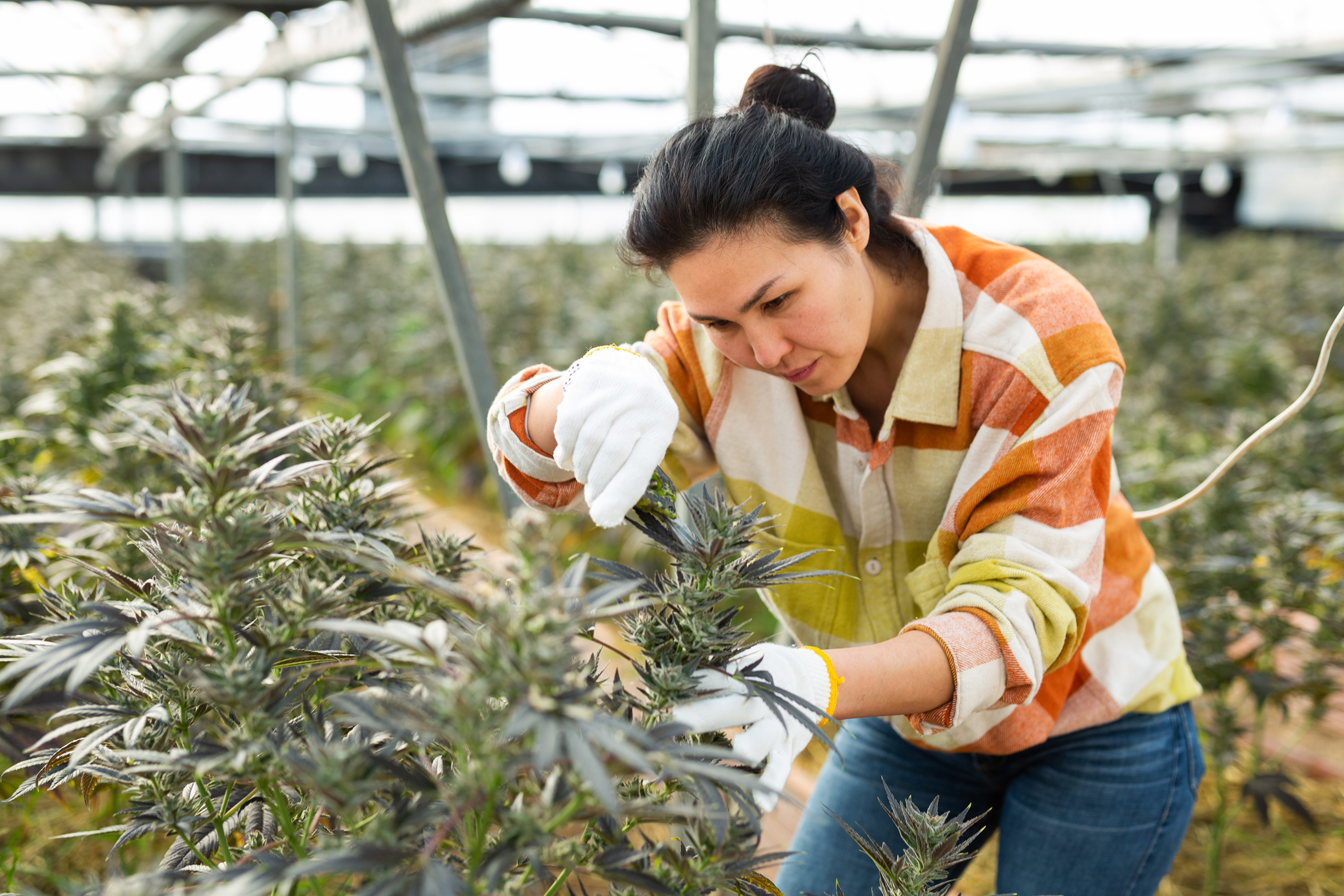 Cannabis Payroll Processing What Are the Required Steps?